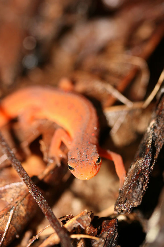 Juvenile Red Eft (Notophthalmus viridescens) This is the juvenile stage of the Eastern newt&#039;s life cycle, the eft. It is a terrestrial stage--while its larval and adult stages are aquatic.<br />
<br />
It appeared to be &quot;frozen&quot; on leaf litter/rotting wood on a ridge side in a dense forest. It didn&#039;t move at all (maybe due to cooler temperatures)?<br />
<figure class="photo"><a href="https://www.jungledragon.com/image/68360/juvenile_red_eft_notophthalmus_viridescens.html" title="Juvenile Red Eft (Notophthalmus viridescens)"><img src="https://s3.amazonaws.com/media.jungledragon.com/images/3231/68360_thumb.jpg?AWSAccessKeyId=05GMT0V3GWVNE7GGM1R2&Expires=1759968010&Signature=XBShWI5zY%2FM8I1XgkxC42GmKE24%3D" width="200" height="200" alt="Juvenile Red Eft (Notophthalmus viridescens) This is the juvenile stage of the Eastern newt&#039;s life cycle, the eft. It is a terrestrial stage--while its larval and adult stages are aquatic.<br />
<br />
It appeared to be &quot;frozen&quot; on leaf litter/rotting wood on a ridge side in a dense forest. It didn&#039;t move at all (maybe due to cooler temperatures)?<br />
https://www.jungledragon.com/image/68361/juvenile_red_eft_notophthalmus_viridescens.html Eastern newt,Fall,Geotagged,Notophthalmus viridescens,United States" /></a></figure> Eastern newt,Fall,Geotagged,Notophthalmus viridescens,United States