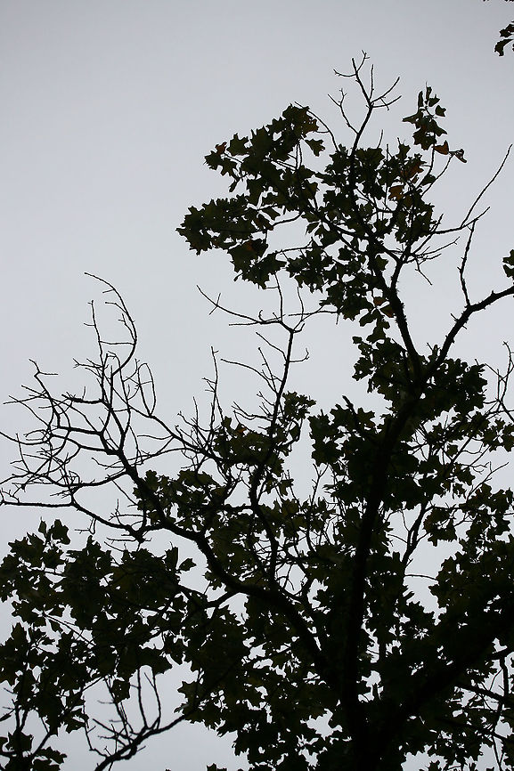 Blackjack Oak (Quercus marilandica) Growing at the top of a ridge in a dense mixed forest.<br />
<figure class="photo"><a href="https://www.jungledragon.com/image/68370/blackjack_oak_quercus_marilandica.html" title="Blackjack Oak (Quercus marilandica)"><img src="https://s3.amazonaws.com/media.jungledragon.com/images/3231/68370_thumb.jpg?AWSAccessKeyId=05GMT0V3GWVNE7GGM1R2&Expires=1770854410&Signature=CPaBzfdBqrziDeyKPOI48ovvEZs%3D" width="102" height="152" alt="Blackjack Oak (Quercus marilandica) Growing at the top of a ridge in a dense mixed forest.<br />
https://www.jungledragon.com/image/68366/blackjack_oak_quercus_marilandica.html<br />
https://www.jungledragon.com/image/68369/blackjack_oak_quercus_marilandica.html<br />
https://www.jungledragon.com/image/68368/blackjack_oak_quercus_marilandica.html<br />
https://www.jungledragon.com/image/68367/blackjack_oak_quercus_marilandica.html Blackjack oak,Fall,Geotagged,Quercus marilandica,United States" /></a></figure><br />
<figure class="photo"><a href="https://www.jungledragon.com/image/68369/blackjack_oak_quercus_marilandica.html" title="Blackjack Oak (Quercus marilandica)"><img src="https://s3.amazonaws.com/media.jungledragon.com/images/3231/68369_thumb.jpg?AWSAccessKeyId=05GMT0V3GWVNE7GGM1R2&Expires=1770854410&Signature=kCeSRifjbZJ1U8qBH0od4fpl%2B6Y%3D" width="200" height="134" alt="Blackjack Oak (Quercus marilandica) Growing at the top of a ridge in a dense mixed forest.<br />
https://www.jungledragon.com/image/68366/blackjack_oak_quercus_marilandica.html<br />
https://www.jungledragon.com/image/68370/blackjack_oak_quercus_marilandica.html<br />
https://www.jungledragon.com/image/68368/blackjack_oak_quercus_marilandica.html<br />
https://www.jungledragon.com/image/68367/blackjack_oak_quercus_marilandica.html Blackjack oak,Fall,Geotagged,Quercus marilandica,United States" /></a></figure><br />
<figure class="photo"><a href="https://www.jungledragon.com/image/68368/blackjack_oak_quercus_marilandica.html" title="Blackjack Oak (Quercus marilandica)"><img src="https://s3.amazonaws.com/media.jungledragon.com/images/3231/68368_thumb.jpg?AWSAccessKeyId=05GMT0V3GWVNE7GGM1R2&Expires=1770854410&Signature=YPL0fEtYLc%2BvWfNnADfBAjAOF6U%3D" width="102" height="152" alt="Blackjack Oak (Quercus marilandica) Growing at the top of a ridge in a dense mixed forest.<br />
https://www.jungledragon.com/image/68366/blackjack_oak_quercus_marilandica.html<br />
https://www.jungledragon.com/image/68369/blackjack_oak_quercus_marilandica.html<br />
https://www.jungledragon.com/image/68370/blackjack_oak_quercus_marilandica.html<br />
https://www.jungledragon.com/image/68367/blackjack_oak_quercus_marilandica.html Blackjack oak,Fall,Geotagged,Quercus marilandica,United States" /></a></figure><br />
<figure class="photo"><a href="https://www.jungledragon.com/image/68367/blackjack_oak_quercus_marilandica.html" title="Blackjack Oak (Quercus marilandica)"><img src="https://s3.amazonaws.com/media.jungledragon.com/images/3231/68367_thumb.jpg?AWSAccessKeyId=05GMT0V3GWVNE7GGM1R2&Expires=1770854410&Signature=x880V%2BG0SLp%2BcAr3ihufWtRgjko%3D" width="102" height="152" alt="Blackjack Oak (Quercus marilandica) Growing at the top of a ridge in a dense mixed forest.<br />
https://www.jungledragon.com/image/68366/blackjack_oak_quercus_marilandica.html<br />
https://www.jungledragon.com/image/68369/blackjack_oak_quercus_marilandica.html<br />
https://www.jungledragon.com/image/68368/blackjack_oak_quercus_marilandica.html<br />
https://www.jungledragon.com/image/68370/blackjack_oak_quercus_marilandica.html Blackjack oak,Fall,Geotagged,Quercus marilandica,United States" /></a></figure> Blackjack oak,Fall,Geotagged,Quercus marilandica,United States
