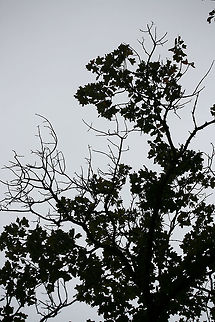 Blackjack Oak (Quercus marilandica) Growing at the top of a ridge in a dense mixed forest.
https://www.jungledragon.com/image/68370/blackjack_oak_quercus_marilandica.html
https://www.jungledragon.com/image/68369/blackjack_oak_quercus_marilandica.html
https://www.jungledragon.com/image/68368/blackjack_oak_quercus_marilandica.html
https://www.jungledragon.com/image/68367/blackjack_oak_quercus_marilandica.html Blackjack oak,Fall,Geotagged,Quercus marilandica,United States
