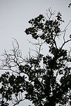 Blackjack Oak (Quercus marilandica) Growing at the top of a ridge in a dense mixed forest.<br />
https://www.jungledragon.com/image/68370/blackjack_oak_quercus_marilandica.html<br />
https://www.jungledragon.com/image/68369/blackjack_oak_quercus_marilandica.html<br />
https://www.jungledragon.com/image/68368/blackjack_oak_quercus_marilandica.html<br />
https://www.jungledragon.com/image/68367/blackjack_oak_quercus_marilandica.html Blackjack oak,Fall,Geotagged,Quercus marilandica,United States