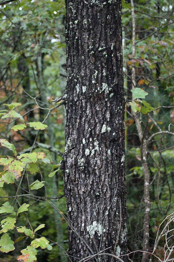 Blackjack Oak (Quercus marilandica) Growing at the top of a ridge in a dense mixed forest.<br />
<figure class="photo"><a href="https://www.jungledragon.com/image/68366/blackjack_oak_quercus_marilandica.html" title="Blackjack Oak (Quercus marilandica)"><img src="https://s3.amazonaws.com/media.jungledragon.com/images/3231/68366_thumb.jpg?AWSAccessKeyId=05GMT0V3GWVNE7GGM1R2&Expires=1767225610&Signature=JZCdFCgGukU4QceKxSVmihoGWkw%3D" width="102" height="152" alt="Blackjack Oak (Quercus marilandica) Growing at the top of a ridge in a dense mixed forest.<br />
https://www.jungledragon.com/image/68370/blackjack_oak_quercus_marilandica.html<br />
https://www.jungledragon.com/image/68369/blackjack_oak_quercus_marilandica.html<br />
https://www.jungledragon.com/image/68368/blackjack_oak_quercus_marilandica.html<br />
https://www.jungledragon.com/image/68367/blackjack_oak_quercus_marilandica.html Blackjack oak,Fall,Geotagged,Quercus marilandica,United States" /></a></figure><br />
<figure class="photo"><a href="https://www.jungledragon.com/image/68369/blackjack_oak_quercus_marilandica.html" title="Blackjack Oak (Quercus marilandica)"><img src="https://s3.amazonaws.com/media.jungledragon.com/images/3231/68369_thumb.jpg?AWSAccessKeyId=05GMT0V3GWVNE7GGM1R2&Expires=1767225610&Signature=YT8DgffJvHcNAWTBP7n%2BpBFQ89U%3D" width="200" height="134" alt="Blackjack Oak (Quercus marilandica) Growing at the top of a ridge in a dense mixed forest.<br />
https://www.jungledragon.com/image/68366/blackjack_oak_quercus_marilandica.html<br />
https://www.jungledragon.com/image/68370/blackjack_oak_quercus_marilandica.html<br />
https://www.jungledragon.com/image/68368/blackjack_oak_quercus_marilandica.html<br />
https://www.jungledragon.com/image/68367/blackjack_oak_quercus_marilandica.html Blackjack oak,Fall,Geotagged,Quercus marilandica,United States" /></a></figure><br />
<figure class="photo"><a href="https://www.jungledragon.com/image/68368/blackjack_oak_quercus_marilandica.html" title="Blackjack Oak (Quercus marilandica)"><img src="https://s3.amazonaws.com/media.jungledragon.com/images/3231/68368_thumb.jpg?AWSAccessKeyId=05GMT0V3GWVNE7GGM1R2&Expires=1767225610&Signature=6vsA1WGI0JhQruWau6xIyn6Xq3Q%3D" width="102" height="152" alt="Blackjack Oak (Quercus marilandica) Growing at the top of a ridge in a dense mixed forest.<br />
https://www.jungledragon.com/image/68366/blackjack_oak_quercus_marilandica.html<br />
https://www.jungledragon.com/image/68369/blackjack_oak_quercus_marilandica.html<br />
https://www.jungledragon.com/image/68370/blackjack_oak_quercus_marilandica.html<br />
https://www.jungledragon.com/image/68367/blackjack_oak_quercus_marilandica.html Blackjack oak,Fall,Geotagged,Quercus marilandica,United States" /></a></figure><br />
<figure class="photo"><a href="https://www.jungledragon.com/image/68370/blackjack_oak_quercus_marilandica.html" title="Blackjack Oak (Quercus marilandica)"><img src="https://s3.amazonaws.com/media.jungledragon.com/images/3231/68370_thumb.jpg?AWSAccessKeyId=05GMT0V3GWVNE7GGM1R2&Expires=1767225610&Signature=jMbA3vPzOFKMCrM6ZMo%2FSB0RN%2BM%3D" width="102" height="152" alt="Blackjack Oak (Quercus marilandica) Growing at the top of a ridge in a dense mixed forest.<br />
https://www.jungledragon.com/image/68366/blackjack_oak_quercus_marilandica.html<br />
https://www.jungledragon.com/image/68369/blackjack_oak_quercus_marilandica.html<br />
https://www.jungledragon.com/image/68368/blackjack_oak_quercus_marilandica.html<br />
https://www.jungledragon.com/image/68367/blackjack_oak_quercus_marilandica.html Blackjack oak,Fall,Geotagged,Quercus marilandica,United States" /></a></figure> Blackjack oak,Fall,Geotagged,Quercus marilandica,United States