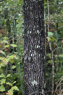 Blackjack Oak (Quercus marilandica) Growing at the top of a ridge in a dense mixed forest.
https://www.jungledragon.com/image/68366/blackjack_oak_quercus_marilandica.html
https://www.jungledragon.com/image/68369/blackjack_oak_quercus_marilandica.html
https://www.jungledragon.com/image/68368/blackjack_oak_quercus_marilandica.html
https://www.jungledragon.com/image/68370/blackjack_oak_quercus_marilandica.html Blackjack oak,Fall,Geotagged,Quercus marilandica,United States