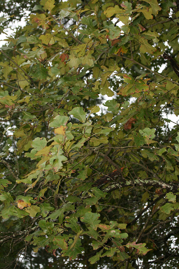 Blackjack Oak (Quercus marilandica) Growing at the top of a ridge in a dense mixed forest.<br />
<figure class="photo"><a href="https://www.jungledragon.com/image/68366/blackjack_oak_quercus_marilandica.html" title="Blackjack Oak (Quercus marilandica)"><img src="https://s3.amazonaws.com/media.jungledragon.com/images/3231/68366_thumb.jpg?AWSAccessKeyId=05GMT0V3GWVNE7GGM1R2&Expires=1759968010&Signature=b1vMXc2ANA9PzZHmVCJkGJu6ASQ%3D" width="102" height="152" alt="Blackjack Oak (Quercus marilandica) Growing at the top of a ridge in a dense mixed forest.<br />
https://www.jungledragon.com/image/68370/blackjack_oak_quercus_marilandica.html<br />
https://www.jungledragon.com/image/68369/blackjack_oak_quercus_marilandica.html<br />
https://www.jungledragon.com/image/68368/blackjack_oak_quercus_marilandica.html<br />
https://www.jungledragon.com/image/68367/blackjack_oak_quercus_marilandica.html Blackjack oak,Fall,Geotagged,Quercus marilandica,United States" /></a></figure><br />
<figure class="photo"><a href="https://www.jungledragon.com/image/68369/blackjack_oak_quercus_marilandica.html" title="Blackjack Oak (Quercus marilandica)"><img src="https://s3.amazonaws.com/media.jungledragon.com/images/3231/68369_thumb.jpg?AWSAccessKeyId=05GMT0V3GWVNE7GGM1R2&Expires=1759968010&Signature=1GXDqP%2Bi06gyP9m7l%2FdcfLpFBqw%3D" width="200" height="134" alt="Blackjack Oak (Quercus marilandica) Growing at the top of a ridge in a dense mixed forest.<br />
https://www.jungledragon.com/image/68366/blackjack_oak_quercus_marilandica.html<br />
https://www.jungledragon.com/image/68370/blackjack_oak_quercus_marilandica.html<br />
https://www.jungledragon.com/image/68368/blackjack_oak_quercus_marilandica.html<br />
https://www.jungledragon.com/image/68367/blackjack_oak_quercus_marilandica.html Blackjack oak,Fall,Geotagged,Quercus marilandica,United States" /></a></figure><br />
<figure class="photo"><a href="https://www.jungledragon.com/image/68370/blackjack_oak_quercus_marilandica.html" title="Blackjack Oak (Quercus marilandica)"><img src="https://s3.amazonaws.com/media.jungledragon.com/images/3231/68370_thumb.jpg?AWSAccessKeyId=05GMT0V3GWVNE7GGM1R2&Expires=1759968010&Signature=5LAd%2FzwJ1NO1WBITIVzn%2BpiIvqM%3D" width="102" height="152" alt="Blackjack Oak (Quercus marilandica) Growing at the top of a ridge in a dense mixed forest.<br />
https://www.jungledragon.com/image/68366/blackjack_oak_quercus_marilandica.html<br />
https://www.jungledragon.com/image/68369/blackjack_oak_quercus_marilandica.html<br />
https://www.jungledragon.com/image/68368/blackjack_oak_quercus_marilandica.html<br />
https://www.jungledragon.com/image/68367/blackjack_oak_quercus_marilandica.html Blackjack oak,Fall,Geotagged,Quercus marilandica,United States" /></a></figure><br />
<figure class="photo"><a href="https://www.jungledragon.com/image/68367/blackjack_oak_quercus_marilandica.html" title="Blackjack Oak (Quercus marilandica)"><img src="https://s3.amazonaws.com/media.jungledragon.com/images/3231/68367_thumb.jpg?AWSAccessKeyId=05GMT0V3GWVNE7GGM1R2&Expires=1759968010&Signature=vjOi%2BqZY9MK1x5oc6bJETVri0U8%3D" width="102" height="152" alt="Blackjack Oak (Quercus marilandica) Growing at the top of a ridge in a dense mixed forest.<br />
https://www.jungledragon.com/image/68366/blackjack_oak_quercus_marilandica.html<br />
https://www.jungledragon.com/image/68369/blackjack_oak_quercus_marilandica.html<br />
https://www.jungledragon.com/image/68368/blackjack_oak_quercus_marilandica.html<br />
https://www.jungledragon.com/image/68370/blackjack_oak_quercus_marilandica.html Blackjack oak,Fall,Geotagged,Quercus marilandica,United States" /></a></figure> Blackjack oak,Fall,Geotagged,Quercus marilandica,United States