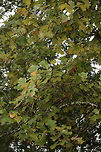 Blackjack Oak (Quercus marilandica) Growing at the top of a ridge in a dense mixed forest.<br />
https://www.jungledragon.com/image/68366/blackjack_oak_quercus_marilandica.html<br />
https://www.jungledragon.com/image/68369/blackjack_oak_quercus_marilandica.html<br />
https://www.jungledragon.com/image/68370/blackjack_oak_quercus_marilandica.html<br />
https://www.jungledragon.com/image/68367/blackjack_oak_quercus_marilandica.html Blackjack oak,Fall,Geotagged,Quercus marilandica,United States