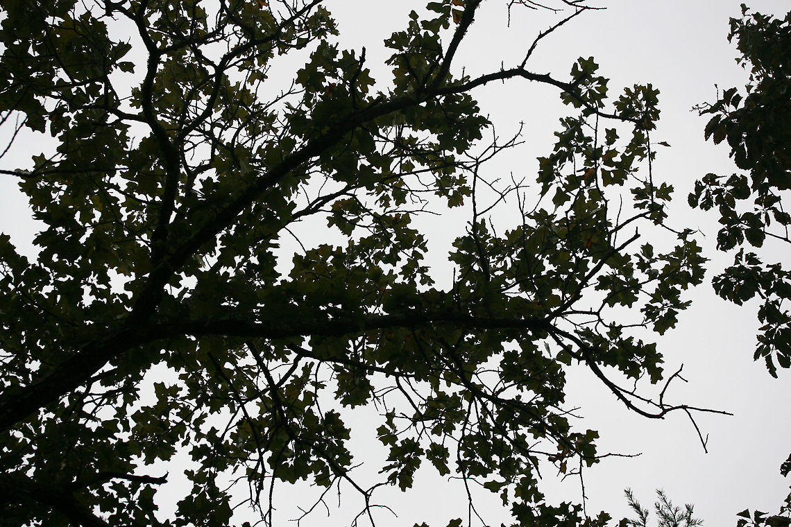 Blackjack Oak (Quercus marilandica) Growing at the top of a ridge in a dense mixed forest.<br />
<figure class="photo"><a href="https://www.jungledragon.com/image/68366/blackjack_oak_quercus_marilandica.html" title="Blackjack Oak (Quercus marilandica)"><img src="https://s3.amazonaws.com/media.jungledragon.com/images/3231/68366_thumb.jpg?AWSAccessKeyId=05GMT0V3GWVNE7GGM1R2&Expires=1770854410&Signature=4VmPFlM93dxktI5Zkiustmu01r8%3D" width="102" height="152" alt="Blackjack Oak (Quercus marilandica) Growing at the top of a ridge in a dense mixed forest.<br />
https://www.jungledragon.com/image/68370/blackjack_oak_quercus_marilandica.html<br />
https://www.jungledragon.com/image/68369/blackjack_oak_quercus_marilandica.html<br />
https://www.jungledragon.com/image/68368/blackjack_oak_quercus_marilandica.html<br />
https://www.jungledragon.com/image/68367/blackjack_oak_quercus_marilandica.html Blackjack oak,Fall,Geotagged,Quercus marilandica,United States" /></a></figure><br />
<figure class="photo"><a href="https://www.jungledragon.com/image/68370/blackjack_oak_quercus_marilandica.html" title="Blackjack Oak (Quercus marilandica)"><img src="https://s3.amazonaws.com/media.jungledragon.com/images/3231/68370_thumb.jpg?AWSAccessKeyId=05GMT0V3GWVNE7GGM1R2&Expires=1770854410&Signature=CPaBzfdBqrziDeyKPOI48ovvEZs%3D" width="102" height="152" alt="Blackjack Oak (Quercus marilandica) Growing at the top of a ridge in a dense mixed forest.<br />
https://www.jungledragon.com/image/68366/blackjack_oak_quercus_marilandica.html<br />
https://www.jungledragon.com/image/68369/blackjack_oak_quercus_marilandica.html<br />
https://www.jungledragon.com/image/68368/blackjack_oak_quercus_marilandica.html<br />
https://www.jungledragon.com/image/68367/blackjack_oak_quercus_marilandica.html Blackjack oak,Fall,Geotagged,Quercus marilandica,United States" /></a></figure><br />
<figure class="photo"><a href="https://www.jungledragon.com/image/68368/blackjack_oak_quercus_marilandica.html" title="Blackjack Oak (Quercus marilandica)"><img src="https://s3.amazonaws.com/media.jungledragon.com/images/3231/68368_thumb.jpg?AWSAccessKeyId=05GMT0V3GWVNE7GGM1R2&Expires=1770854410&Signature=YPL0fEtYLc%2BvWfNnADfBAjAOF6U%3D" width="102" height="152" alt="Blackjack Oak (Quercus marilandica) Growing at the top of a ridge in a dense mixed forest.<br />
https://www.jungledragon.com/image/68366/blackjack_oak_quercus_marilandica.html<br />
https://www.jungledragon.com/image/68369/blackjack_oak_quercus_marilandica.html<br />
https://www.jungledragon.com/image/68370/blackjack_oak_quercus_marilandica.html<br />
https://www.jungledragon.com/image/68367/blackjack_oak_quercus_marilandica.html Blackjack oak,Fall,Geotagged,Quercus marilandica,United States" /></a></figure><br />
<figure class="photo"><a href="https://www.jungledragon.com/image/68367/blackjack_oak_quercus_marilandica.html" title="Blackjack Oak (Quercus marilandica)"><img src="https://s3.amazonaws.com/media.jungledragon.com/images/3231/68367_thumb.jpg?AWSAccessKeyId=05GMT0V3GWVNE7GGM1R2&Expires=1770854410&Signature=x880V%2BG0SLp%2BcAr3ihufWtRgjko%3D" width="102" height="152" alt="Blackjack Oak (Quercus marilandica) Growing at the top of a ridge in a dense mixed forest.<br />
https://www.jungledragon.com/image/68366/blackjack_oak_quercus_marilandica.html<br />
https://www.jungledragon.com/image/68369/blackjack_oak_quercus_marilandica.html<br />
https://www.jungledragon.com/image/68368/blackjack_oak_quercus_marilandica.html<br />
https://www.jungledragon.com/image/68370/blackjack_oak_quercus_marilandica.html Blackjack oak,Fall,Geotagged,Quercus marilandica,United States" /></a></figure> Blackjack oak,Fall,Geotagged,Quercus marilandica,United States