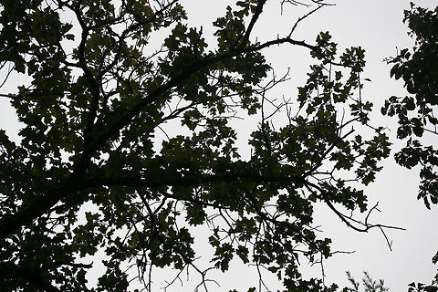 Blackjack Oak (Quercus marilandica) Growing at the top of a ridge in a dense mixed forest.
https://www.jungledragon.com/image/68366/blackjack_oak_quercus_marilandica.html
https://www.jungledragon.com/image/68370/blackjack_oak_quercus_marilandica.html
https://www.jungledragon.com/image/68368/blackjack_oak_quercus_marilandica.html
https://www.jungledragon.com/image/68367/blackjack_oak_quercus_marilandica.html Blackjack oak,Fall,Geotagged,Quercus marilandica,United States