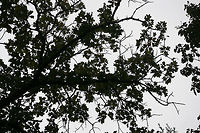 Blackjack Oak (Quercus marilandica) Growing at the top of a ridge in a dense mixed forest.<br />
https://www.jungledragon.com/image/68366/blackjack_oak_quercus_marilandica.html<br />
https://www.jungledragon.com/image/68370/blackjack_oak_quercus_marilandica.html<br />
https://www.jungledragon.com/image/68368/blackjack_oak_quercus_marilandica.html<br />
https://www.jungledragon.com/image/68367/blackjack_oak_quercus_marilandica.html Blackjack oak,Fall,Geotagged,Quercus marilandica,United States
