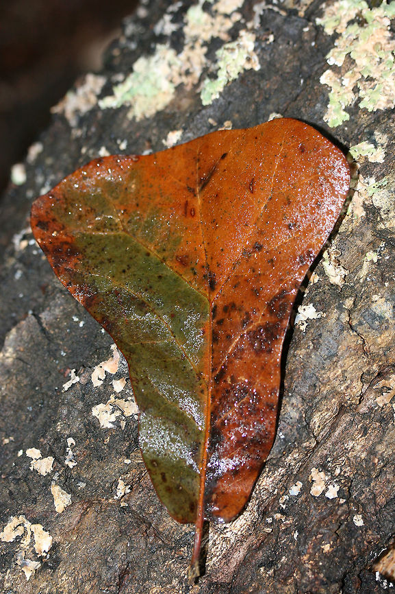 Blackjack Oak (Quercus marilandica) Growing at the top of a ridge in a dense mixed forest.<br />
<figure class="photo"><a href="https://www.jungledragon.com/image/68366/blackjack_oak_quercus_marilandica.html" title="Blackjack Oak (Quercus marilandica)"><img src="https://s3.amazonaws.com/media.jungledragon.com/images/3231/68366_thumb.jpg?AWSAccessKeyId=05GMT0V3GWVNE7GGM1R2&Expires=1770854410&Signature=4VmPFlM93dxktI5Zkiustmu01r8%3D" width="102" height="152" alt="Blackjack Oak (Quercus marilandica) Growing at the top of a ridge in a dense mixed forest.<br />
https://www.jungledragon.com/image/68370/blackjack_oak_quercus_marilandica.html<br />
https://www.jungledragon.com/image/68369/blackjack_oak_quercus_marilandica.html<br />
https://www.jungledragon.com/image/68368/blackjack_oak_quercus_marilandica.html<br />
https://www.jungledragon.com/image/68367/blackjack_oak_quercus_marilandica.html Blackjack oak,Fall,Geotagged,Quercus marilandica,United States" /></a></figure><br />
<figure class="photo"><a href="https://www.jungledragon.com/image/68369/blackjack_oak_quercus_marilandica.html" title="Blackjack Oak (Quercus marilandica)"><img src="https://s3.amazonaws.com/media.jungledragon.com/images/3231/68369_thumb.jpg?AWSAccessKeyId=05GMT0V3GWVNE7GGM1R2&Expires=1770854410&Signature=kCeSRifjbZJ1U8qBH0od4fpl%2B6Y%3D" width="200" height="134" alt="Blackjack Oak (Quercus marilandica) Growing at the top of a ridge in a dense mixed forest.<br />
https://www.jungledragon.com/image/68366/blackjack_oak_quercus_marilandica.html<br />
https://www.jungledragon.com/image/68370/blackjack_oak_quercus_marilandica.html<br />
https://www.jungledragon.com/image/68368/blackjack_oak_quercus_marilandica.html<br />
https://www.jungledragon.com/image/68367/blackjack_oak_quercus_marilandica.html Blackjack oak,Fall,Geotagged,Quercus marilandica,United States" /></a></figure><br />
<figure class="photo"><a href="https://www.jungledragon.com/image/68368/blackjack_oak_quercus_marilandica.html" title="Blackjack Oak (Quercus marilandica)"><img src="https://s3.amazonaws.com/media.jungledragon.com/images/3231/68368_thumb.jpg?AWSAccessKeyId=05GMT0V3GWVNE7GGM1R2&Expires=1770854410&Signature=YPL0fEtYLc%2BvWfNnADfBAjAOF6U%3D" width="102" height="152" alt="Blackjack Oak (Quercus marilandica) Growing at the top of a ridge in a dense mixed forest.<br />
https://www.jungledragon.com/image/68366/blackjack_oak_quercus_marilandica.html<br />
https://www.jungledragon.com/image/68369/blackjack_oak_quercus_marilandica.html<br />
https://www.jungledragon.com/image/68370/blackjack_oak_quercus_marilandica.html<br />
https://www.jungledragon.com/image/68367/blackjack_oak_quercus_marilandica.html Blackjack oak,Fall,Geotagged,Quercus marilandica,United States" /></a></figure><br />
<figure class="photo"><a href="https://www.jungledragon.com/image/68367/blackjack_oak_quercus_marilandica.html" title="Blackjack Oak (Quercus marilandica)"><img src="https://s3.amazonaws.com/media.jungledragon.com/images/3231/68367_thumb.jpg?AWSAccessKeyId=05GMT0V3GWVNE7GGM1R2&Expires=1770854410&Signature=x880V%2BG0SLp%2BcAr3ihufWtRgjko%3D" width="102" height="152" alt="Blackjack Oak (Quercus marilandica) Growing at the top of a ridge in a dense mixed forest.<br />
https://www.jungledragon.com/image/68366/blackjack_oak_quercus_marilandica.html<br />
https://www.jungledragon.com/image/68369/blackjack_oak_quercus_marilandica.html<br />
https://www.jungledragon.com/image/68368/blackjack_oak_quercus_marilandica.html<br />
https://www.jungledragon.com/image/68370/blackjack_oak_quercus_marilandica.html Blackjack oak,Fall,Geotagged,Quercus marilandica,United States" /></a></figure> Blackjack oak,Fall,Geotagged,Quercus marilandica,United States