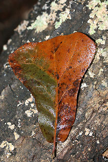 Blackjack Oak (Quercus marilandica) Growing at the top of a ridge in a dense mixed forest.
https://www.jungledragon.com/image/68366/blackjack_oak_quercus_marilandica.html
https://www.jungledragon.com/image/68369/blackjack_oak_quercus_marilandica.html
https://www.jungledragon.com/image/68368/blackjack_oak_quercus_marilandica.html
https://www.jungledragon.com/image/68367/blackjack_oak_quercus_marilandica.html Blackjack oak,Fall,Geotagged,Quercus marilandica,United States