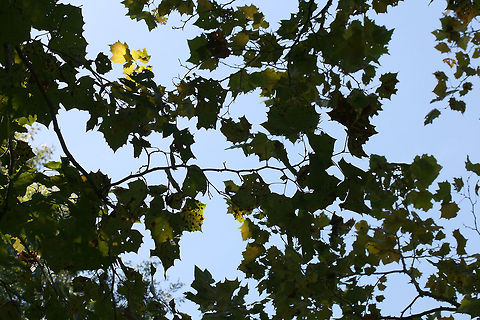 American Sycamore Tree (Platanus occidentalis) Growing in a grassy/meadowy area in Gordon County, GA.
https://www.jungledragon.com/image/68373/american_sycamore_tree_platanus_occidentalis.html
https://www.jungledragon.com/image/68372/american_sycamore_tree_platanus_occidentalis.html American sycamore,Fall,Geotagged,Platanus occidentalis,United States