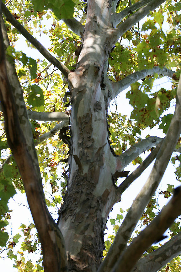 American Sycamore Tree (Platanus occidentalis) Growing in a grassy/meadowy area in Gordon County, GA.<br />
<figure class="photo"><a href="https://www.jungledragon.com/image/68373/american_sycamore_tree_platanus_occidentalis.html" title="American Sycamore Tree (Platanus occidentalis)"><img src="https://s3.amazonaws.com/media.jungledragon.com/images/3231/68373_thumb.jpg?AWSAccessKeyId=05GMT0V3GWVNE7GGM1R2&Expires=1767225610&Signature=tVtFIcIUPNlYqrzf7EccUftHfqM%3D" width="102" height="152" alt="American Sycamore Tree (Platanus occidentalis) Growing in a grassy/meadowy area in Gordon County, GA.<br />
https://www.jungledragon.com/image/68371/american_sycamore_tree_platanus_occidentalis.html<br />
https://www.jungledragon.com/image/68372/american_sycamore_tree_platanus_occidentalis.html American sycamore,Fall,Geotagged,Platanus occidentalis,United States" /></a></figure><br />
<figure class="photo"><a href="https://www.jungledragon.com/image/68371/american_sycamore_tree_platanus_occidentalis.html" title="American Sycamore Tree (Platanus occidentalis)"><img src="https://s3.amazonaws.com/media.jungledragon.com/images/3231/68371_thumb.jpg?AWSAccessKeyId=05GMT0V3GWVNE7GGM1R2&Expires=1767225610&Signature=iZgvkAzSKA16bnWOYlOiVHFALos%3D" width="200" height="134" alt="American Sycamore Tree (Platanus occidentalis) Growing in a grassy/meadowy area in Gordon County, GA.<br />
https://www.jungledragon.com/image/68373/american_sycamore_tree_platanus_occidentalis.html<br />
https://www.jungledragon.com/image/68372/american_sycamore_tree_platanus_occidentalis.html American sycamore,Fall,Geotagged,Platanus occidentalis,United States" /></a></figure> American sycamore,Fall,Geotagged,Platanus occidentalis,United States