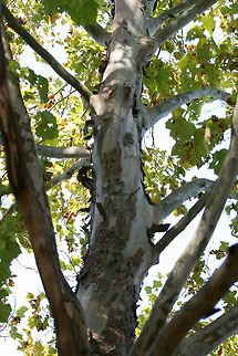 American Sycamore Tree (Platanus occidentalis) Growing in a grassy/meadowy area in Gordon County, GA.
https://www.jungledragon.com/image/68373/american_sycamore_tree_platanus_occidentalis.html
https://www.jungledragon.com/image/68371/american_sycamore_tree_platanus_occidentalis.html American sycamore,Fall,Geotagged,Platanus occidentalis,United States