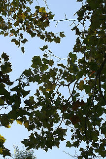 American Sycamore Tree (Platanus occidentalis) Growing in a grassy/meadowy area in Gordon County, GA.
https://www.jungledragon.com/image/68371/american_sycamore_tree_platanus_occidentalis.html
https://www.jungledragon.com/image/68372/american_sycamore_tree_platanus_occidentalis.html American sycamore,Fall,Geotagged,Platanus occidentalis,United States