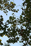 American Sycamore Tree (Platanus occidentalis) Growing in a grassy/meadowy area in Gordon County, GA.<br />
https://www.jungledragon.com/image/68371/american_sycamore_tree_platanus_occidentalis.html<br />
https://www.jungledragon.com/image/68372/american_sycamore_tree_platanus_occidentalis.html American sycamore,Fall,Geotagged,Platanus occidentalis,United States