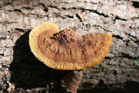 Mustard Yellow Polypore (Fuscoporia gilva) Growing on fallen oak in a forested area in Gordon County, GA.
https://www.jungledragon.com/image/68379/mustard_yellow_polypore_fuscoporia_gilva.html
https://www.jungledragon.com/image/68378/mustard_yellow_polypore_fuscoporia_gilva.html
https://www.jungledragon.com/image/68377/mustard_yellow_polypore_fuscoporia_gilva.html
 Fall,Fuscoporia gilva,Geotagged,Mustard Yellow Polypore,United States