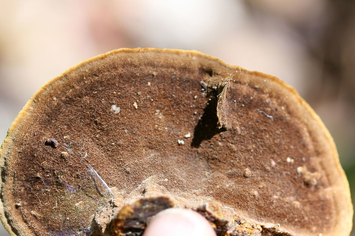 Mustard Yellow Polypore (Fuscoporia gilva) Growing on fallen oak in a forested area in Gordon County, GA.<br />
<figure class="photo"><a href="https://www.jungledragon.com/image/68376/mustard_yellow_polypore_fuscoporia_gilva.html" title="Mustard Yellow Polypore (Fuscoporia gilva)"><img src="https://s3.amazonaws.com/media.jungledragon.com/images/3231/68376_thumb.jpg?AWSAccessKeyId=05GMT0V3GWVNE7GGM1R2&Expires=1767225610&Signature=ErY2Esd98DpUNieZRanTsUNMsD0%3D" width="200" height="134" alt="Mustard Yellow Polypore (Fuscoporia gilva) Growing on fallen oak in a forested area in Gordon County, GA.<br />
https://www.jungledragon.com/image/68379/mustard_yellow_polypore_fuscoporia_gilva.html<br />
https://www.jungledragon.com/image/68378/mustard_yellow_polypore_fuscoporia_gilva.html<br />
https://www.jungledragon.com/image/68377/mustard_yellow_polypore_fuscoporia_gilva.html<br />
 Fall,Fuscoporia gilva,Geotagged,Mustard Yellow Polypore,United States" /></a></figure><br />
<figure class="photo"><a href="https://www.jungledragon.com/image/68378/mustard_yellow_polypore_fuscoporia_gilva.html" title="Mustard Yellow Polypore (Fuscoporia gilva)"><img src="https://s3.amazonaws.com/media.jungledragon.com/images/3231/68378_thumb.jpg?AWSAccessKeyId=05GMT0V3GWVNE7GGM1R2&Expires=1767225610&Signature=QXT3ErmmKAG1EjPGYqV7OKvTe5A%3D" width="200" height="134" alt="Mustard Yellow Polypore (Fuscoporia gilva) Growing on fallen oak in a forested area in Gordon County, GA.<br />
https://www.jungledragon.com/image/68376/mustard_yellow_polypore_fuscoporia_gilva.html<br />
https://www.jungledragon.com/image/68379/mustard_yellow_polypore_fuscoporia_gilva.html<br />
https://www.jungledragon.com/image/68377/mustard_yellow_polypore_fuscoporia_gilva.html Fall,Fuscoporia gilva,Geotagged,Mustard Yellow Polypore,United States" /></a></figure><br />
<figure class="photo"><a href="https://www.jungledragon.com/image/68379/mustard_yellow_polypore_fuscoporia_gilva.html" title="Mustard Yellow Polypore (Fuscoporia gilva)"><img src="https://s3.amazonaws.com/media.jungledragon.com/images/3231/68379_thumb.jpg?AWSAccessKeyId=05GMT0V3GWVNE7GGM1R2&Expires=1767225610&Signature=PsAwALesDkBLnCbGC7in5%2BoGX9Q%3D" width="200" height="134" alt="Mustard Yellow Polypore (Fuscoporia gilva) Growing on fallen oak in a forested area in Gordon County, GA.<br />
https://www.jungledragon.com/image/68376/mustard_yellow_polypore_fuscoporia_gilva.html<br />
https://www.jungledragon.com/image/68378/mustard_yellow_polypore_fuscoporia_gilva.html<br />
https://www.jungledragon.com/image/68377/mustard_yellow_polypore_fuscoporia_gilva.html Fall,Fuscoporia gilva,Geotagged,Mustard Yellow Polypore,United States" /></a></figure> Fall,Fuscoporia gilva,Geotagged,Mustard Yellow Polypore,United States