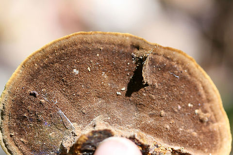 Mustard Yellow Polypore (Fuscoporia gilva) Growing on fallen oak in a forested area in Gordon County, GA.
https://www.jungledragon.com/image/68376/mustard_yellow_polypore_fuscoporia_gilva.html
https://www.jungledragon.com/image/68378/mustard_yellow_polypore_fuscoporia_gilva.html
https://www.jungledragon.com/image/68379/mustard_yellow_polypore_fuscoporia_gilva.html Fall,Fuscoporia gilva,Geotagged,Mustard Yellow Polypore,United States