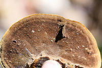 Mustard Yellow Polypore (Fuscoporia gilva) Growing on fallen oak in a forested area in Gordon County, GA.<br />
https://www.jungledragon.com/image/68376/mustard_yellow_polypore_fuscoporia_gilva.html<br />
https://www.jungledragon.com/image/68378/mustard_yellow_polypore_fuscoporia_gilva.html<br />
https://www.jungledragon.com/image/68379/mustard_yellow_polypore_fuscoporia_gilva.html Fall,Fuscoporia gilva,Geotagged,Mustard Yellow Polypore,United States