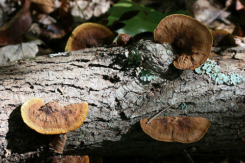 Mustard Yellow Polypore (Fuscoporia gilva) Growing on fallen oak in a forested area in Gordon County, GA.
https://www.jungledragon.com/image/68376/mustard_yellow_polypore_fuscoporia_gilva.html
https://www.jungledragon.com/image/68379/mustard_yellow_polypore_fuscoporia_gilva.html
https://www.jungledragon.com/image/68377/mustard_yellow_polypore_fuscoporia_gilva.html Fall,Fuscoporia gilva,Geotagged,Mustard Yellow Polypore,United States