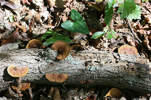 Mustard Yellow Polypore (Fuscoporia gilva) Growing on fallen oak in a forested area in Gordon County, GA.
https://www.jungledragon.com/image/68376/mustard_yellow_polypore_fuscoporia_gilva.html
https://www.jungledragon.com/image/68378/mustard_yellow_polypore_fuscoporia_gilva.html
https://www.jungledragon.com/image/68377/mustard_yellow_polypore_fuscoporia_gilva.html Fall,Fuscoporia gilva,Geotagged,Mustard Yellow Polypore,United States