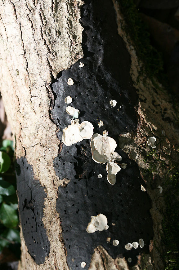 Camillea tinctor Growing on rotting hardwood in a forested area in Gordon County, GA. Trametes conchifer is growing on top!<br />
<br />
Black crust fungus with an upper surface covered in small holes. <br />
<figure class="photo"><a href="https://www.jungledragon.com/image/68382/camillea_tinctor.html" title="Camillea tinctor"><img src="https://s3.amazonaws.com/media.jungledragon.com/images/3231/68382_thumb.jpg?AWSAccessKeyId=05GMT0V3GWVNE7GGM1R2&Expires=1769040010&Signature=FkGwsxYTF%2BdS%2BSGpWAASiXqF48k%3D" width="200" height="134" alt="Camillea tinctor <br />
Growing on rotting hardwood in a forested area in Gordon County, GA. Trametes conchifer is growing on top!<br />
<br />
Black crust fungus with an upper surface covered in small holes. <br />
https://www.jungledragon.com/image/68381/common_tarcrust_fungus_diatrype_stigma.html<br />
 Common Tarcrust,Diatrype stigma,Fall,Geotagged,Hypoxylon tinctor,United States" /></a></figure> Common Tarcrust,Diatrype stigma,Fall,Geotagged,Hypoxylon tinctor,United States