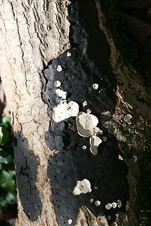 Camillea tinctor Growing on rotting hardwood in a forested area in Gordon County, GA. Trametes conchifer is growing on top!

Black crust fungus with an upper surface covered in small holes. 
https://www.jungledragon.com/image/68382/common_tarcrust_fungus_diatrype_stigma.html Common Tarcrust,Diatrype stigma,Fall,Geotagged,Hypoxylon tinctor,United States