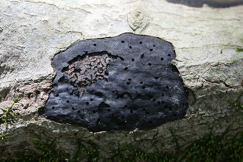 Camillea tinctor 
Growing on rotting hardwood in a forested area in Gordon County, GA. Trametes conchifer is growing on top!

Black crust fungus with an upper surface covered in small holes. 
https://www.jungledragon.com/image/68381/common_tarcrust_fungus_diatrype_stigma.html
 Common Tarcrust,Diatrype stigma,Fall,Geotagged,Hypoxylon tinctor,United States