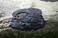 Camillea tinctor <br />
Growing on rotting hardwood in a forested area in Gordon County, GA. Trametes conchifer is growing on top!<br />
<br />
Black crust fungus with an upper surface covered in small holes. <br />
https://www.jungledragon.com/image/68381/common_tarcrust_fungus_diatrype_stigma.html<br />
 Common Tarcrust,Diatrype stigma,Fall,Geotagged,Hypoxylon tinctor,United States