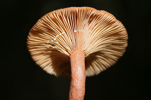 Lactarius helvus Growing on highly rotted hardwood in a forested area in Gordon County, GA.
Latex: clear to white. No distinct flavor. Odor is slightly spicy. No noticeable staining.
Gills are a rusty pink and stem is a rusty brown to red.
https://www.jungledragon.com/image/68414/unknown_lactarius.html Fall,Fenugreek milkcap,Geotagged,Lactarius helvus,United States