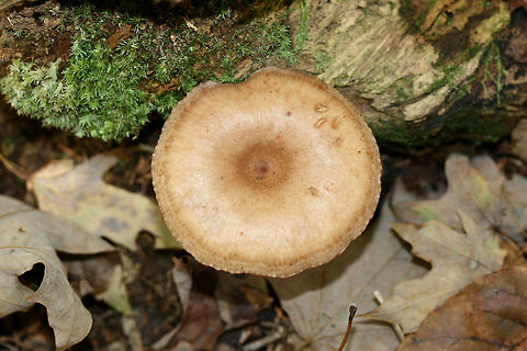 Lactarius helvus Growing on highly rotted hardwood in a forested area in Gordon County, GA.
Latex: clear to white. No distinct flavor. Odor is slightly spicy. No noticeable staining.
Gills are a rusty pink and stem is a rusty brown to red.
https://www.jungledragon.com/image/68413/unknown_lactarius.html Fall,Fenugreek milkcap,Geotagged,Lactarius helvus,United States