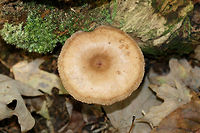 Lactarius helvus Growing on highly rotted hardwood in a forested area in Gordon County, GA.<br />
Latex: clear to white. No distinct flavor. Odor is slightly spicy. No noticeable staining.<br />
Gills are a rusty pink and stem is a rusty brown to red.<br />
https://www.jungledragon.com/image/68413/unknown_lactarius.html Fall,Fenugreek milkcap,Geotagged,Lactarius helvus,United States