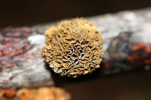 Rusty Gilled Polypore (Gloeophyllum sepiarium) Deformed (resupinate/rosette) formation. Growing on a conifer branch/twig in a forested area.

https://www.jungledragon.com/image/68417/rusty_gilled_polypore_gloeophyllum_sepiarium.html
The typical formation:
https://www.jungledragon.com/image/68416/rusty_gilled_polypore_gloeophyllum_sepiarium.html Fall,Geotagged,Gloeophyllum sepiarium,Rusty gilled polypore,United States