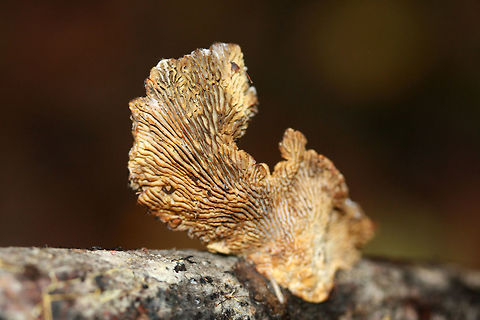 Rusty Gilled Polypore (Gloeophyllum sepiarium) Normal formation.Growing on a conifer branch/twig in a forested area.

Deformed (resupinate/rosette) formation:
https://www.jungledragon.com/image/68415/rusty_gilled_polypore_gloeophyllum_sepiarium.html
https://www.jungledragon.com/image/68417/rusty_gilled_polypore_gloeophyllum_sepiarium.html Fall,Geotagged,Gloeophyllum sepiarium,Rusty gilled polypore,United States
