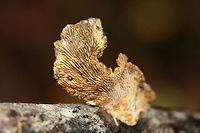 Rusty Gilled Polypore (Gloeophyllum sepiarium) Normal formation.Growing on a conifer branch/twig in a forested area.<br />
<br />
Deformed (resupinate/rosette) formation:<br />
https://www.jungledragon.com/image/68415/rusty_gilled_polypore_gloeophyllum_sepiarium.html<br />
https://www.jungledragon.com/image/68417/rusty_gilled_polypore_gloeophyllum_sepiarium.html Fall,Geotagged,Gloeophyllum sepiarium,Rusty gilled polypore,United States