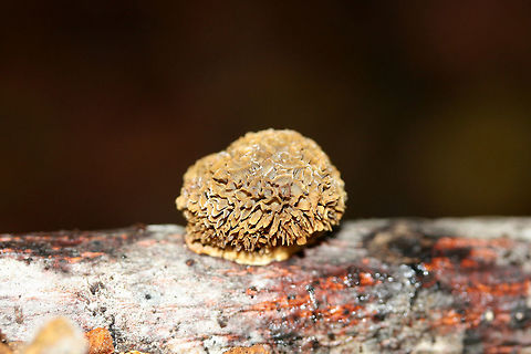 Rusty Gilled Polypore (Gloeophyllum sepiarium) Deformed (resupinate/rosette) formation. Growing on a conifer branch/twig in a forested area.
https://www.jungledragon.com/image/68415/rusty_gilled_polypore_gloeophyllum_sepiarium.html
The typical formation:
https://www.jungledragon.com/image/68416/rusty_gilled_polypore_gloeophyllum_sepiarium.html Fall,Geotagged,Gloeophyllum sepiarium,Rusty gilled polypore,United States