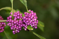 American Beautyberry (Callicarpa americana) Growing on a woodland path in Fulton County, Georgia, US.<br />
https://www.jungledragon.com/image/68434/american_beautyberry_callicarpa_americana.html American Beautyberry,Callicarpa americana,Fall,Geotagged,United States