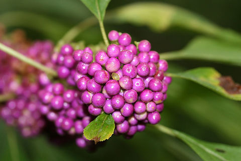 American Beautyberry (Callicarpa americana) Growing on a woodland path in Fulton County, Georgia, US.
https://www.jungledragon.com/image/68433/american_beautyberry_callicarpa_americana.html American Beautyberry,Callicarpa americana,Fall,Geotagged,United States
