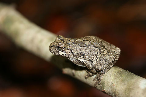 Cope's Gray Tree Frog (Hyla chrysoscelis) On a branch on a forested trail in Fulton County, GA.

It seemed to be taking a nap!
https://www.jungledragon.com/image/68436/copes_gray_tree_frog_hyla_chrysoscelis.html Camouflage,Cope's gray tree frog,Fall,Geotagged,Hyla chrysoscelis,United States,amphibia,amphibian,frog,hyla,tree frog