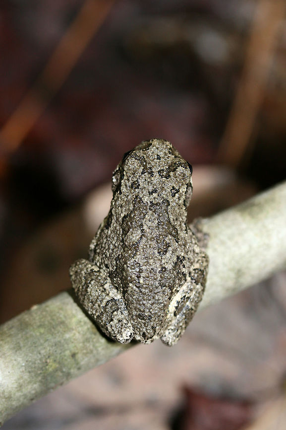 Cope's Gray Tree Frog (Hyla chrysoscelis) On a branch on a forested trail in Fulton County, GA.<br />
It seemed to be taking a nap!<br />
<figure class="photo"><a href="https://www.jungledragon.com/image/68435/copes_gray_tree_frog_hyla_chrysoscelis.html" title="Cope&#039;s Gray Tree Frog (Hyla chrysoscelis)"><img src="https://s3.amazonaws.com/media.jungledragon.com/images/3231/68435_thumb.jpg?AWSAccessKeyId=05GMT0V3GWVNE7GGM1R2&Expires=1759968010&Signature=R6CAcY0DNuV2TZpbcuLCcgLTliQ%3D" width="200" height="134" alt="Cope&#039;s Gray Tree Frog (Hyla chrysoscelis) On a branch on a forested trail in Fulton County, GA.<br />
<br />
It seemed to be taking a nap!<br />
https://www.jungledragon.com/image/68436/copes_gray_tree_frog_hyla_chrysoscelis.html Camouflage,Cope&#039;s gray tree frog,Fall,Geotagged,Hyla chrysoscelis,United States,amphibia,amphibian,frog,hyla,tree frog" /></a></figure> Cope's gray tree frog,Fall,Geotagged,Hyla chrysoscelis,United States