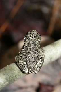Cope's Gray Tree Frog (Hyla chrysoscelis) On a branch on a forested trail in Fulton County, GA.
It seemed to be taking a nap!
https://www.jungledragon.com/image/68435/copes_gray_tree_frog_hyla_chrysoscelis.html Cope's gray tree frog,Fall,Geotagged,Hyla chrysoscelis,United States