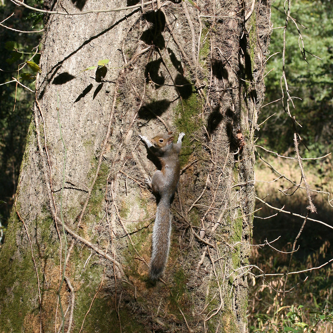 Eastern Gray Squirrel (Sciurus carolinensis) Climbing an oak (?) tree near a wetland habitat at the edge of a forest. Eastern gray squirrel,Fall,Geotagged,Sciurus carolinensis,United States