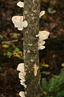Lung Oysters (Pleurotus pulmonarius) Growing on tulip poplar in a dense mixed forest.
https://www.jungledragon.com/image/68452/lung_oysters_pleurotus_pulmonarius.html Fall,Geotagged,Lung Oyster,Pleurotus pulmonarius,United States