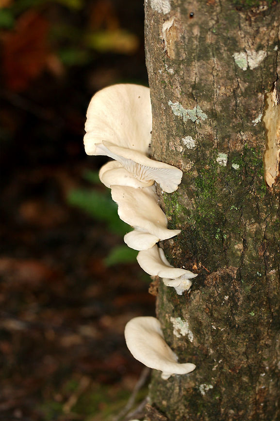 Lung Oysters (Pleurotus pulmonarius) Growing on tulip poplar in a dense mixed forest.<br />
<figure class="photo"><a href="https://www.jungledragon.com/image/68451/lung_oysters_pleurotus_pulmonarius.html" title="Lung Oysters (Pleurotus pulmonarius)"><img src="https://s3.amazonaws.com/media.jungledragon.com/images/3231/68451_thumb.jpg?AWSAccessKeyId=05GMT0V3GWVNE7GGM1R2&Expires=1759968010&Signature=gnPo%2BNrxlxctVu%2B5bJaYMhygzGQ%3D" width="102" height="152" alt="Lung Oysters (Pleurotus pulmonarius) Growing on tulip poplar in a dense mixed forest.<br />
https://www.jungledragon.com/image/68452/lung_oysters_pleurotus_pulmonarius.html Fall,Geotagged,Lung Oyster,Pleurotus pulmonarius,United States" /></a></figure><br />
 Fall,Geotagged,Lung Oyster,Pleurotus pulmonarius,United States
