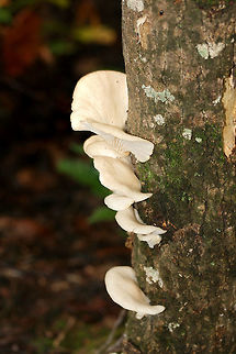 Lung Oysters (Pleurotus pulmonarius) Growing on tulip poplar in a dense mixed forest.
https://www.jungledragon.com/image/68451/lung_oysters_pleurotus_pulmonarius.html
 Fall,Geotagged,Lung Oyster,Pleurotus pulmonarius,United States