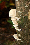 Lung Oysters (Pleurotus pulmonarius) Growing on tulip poplar in a dense mixed forest.<br />
https://www.jungledragon.com/image/68451/lung_oysters_pleurotus_pulmonarius.html<br />
 Fall,Geotagged,Lung Oyster,Pleurotus pulmonarius,United States