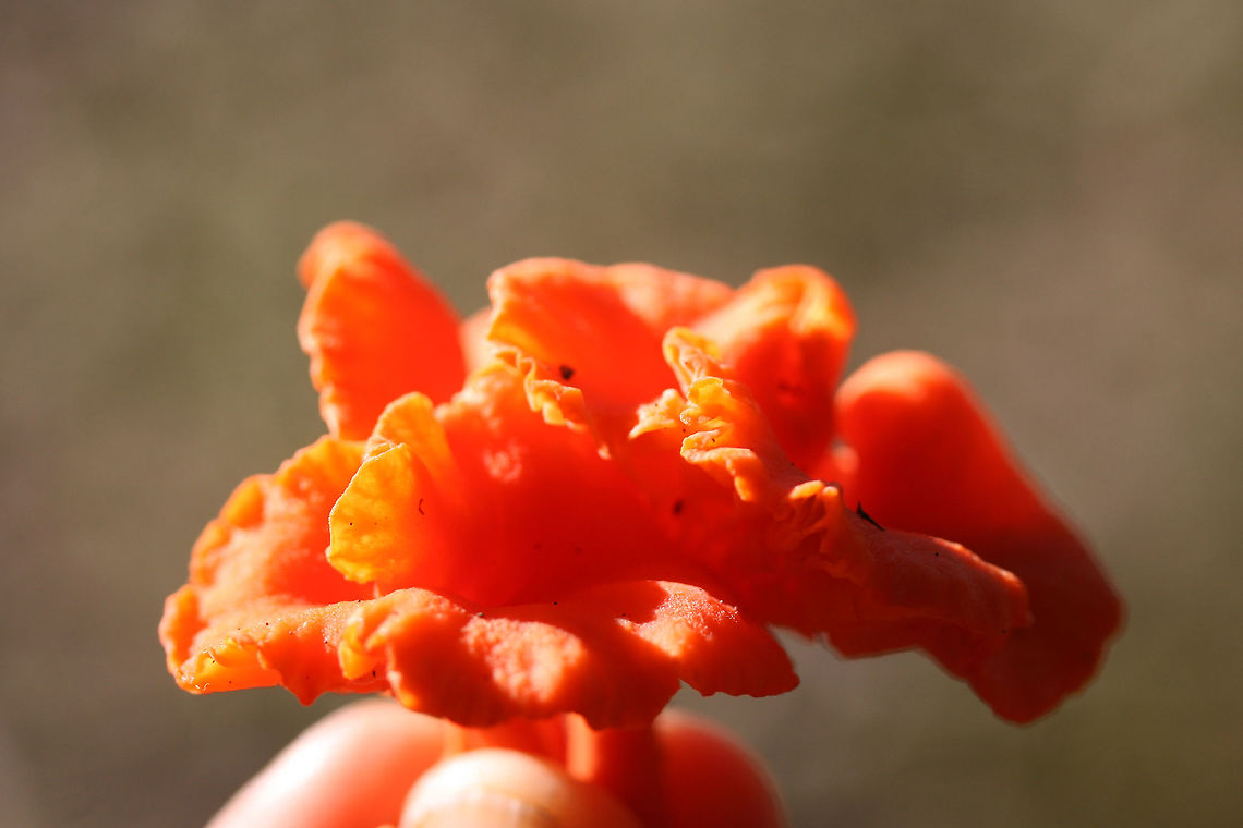 Red Chanterelles (Cantharellus cinnabarinus group) Growing along a creek bank under pines.<br />
<figure class="photo"><a href="https://www.jungledragon.com/image/68463/red_chanterelles_cantharellus_cinnabarinus_group.html" title="Red Chanterelles (Cantharellus cinnabarinus group)"><img src="https://s3.amazonaws.com/media.jungledragon.com/images/3231/68463_thumb.jpg?AWSAccessKeyId=05GMT0V3GWVNE7GGM1R2&Expires=1759968010&Signature=6wkTPNuybWRAyoi8qHEWfVesMo8%3D" width="100" height="152" alt="Red Chanterelles (Cantharellus cinnabarinus group) Growing along a creek bank under pines.<br />
https://www.jungledragon.com/image/68461/red_chanterelles_cantharellus_cinnabarinus_group.html<br />
https://www.jungledragon.com/image/68462/red_chanterelles_cantharellus_cinnabarinus_group.html Cantharellus cinnabarinus,Fall,Geotagged,United States" /></a></figure><br />
<figure class="photo"><a href="https://www.jungledragon.com/image/68462/red_chanterelles_cantharellus_cinnabarinus_group.html" title="Red Chanterelles (Cantharellus cinnabarinus group)"><img src="https://s3.amazonaws.com/media.jungledragon.com/images/3231/68462_thumb.jpg?AWSAccessKeyId=05GMT0V3GWVNE7GGM1R2&Expires=1759968010&Signature=WYsnZwqBLu970WFBY5fjEcj8Ark%3D" width="200" height="134" alt="Red Chanterelles (Cantharellus cinnabarinus group) Growing along a creek bank under pines.<br />
https://www.jungledragon.com/image/68461/red_chanterelles_cantharellus_cinnabarinus_group.html<br />
https://www.jungledragon.com/image/68463/red_chanterelles_cantharellus_cinnabarinus_group.html Cantharellus cinnabarinus,Fall,Geotagged,United States" /></a></figure> Cantharellus cinnabarinus,Fall,Geotagged,United States