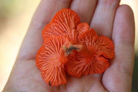 Red Chanterelles (Cantharellus cinnabarinus group) Growing along a creek bank under pines.
https://www.jungledragon.com/image/68461/red_chanterelles_cantharellus_cinnabarinus_group.html
https://www.jungledragon.com/image/68463/red_chanterelles_cantharellus_cinnabarinus_group.html Cantharellus cinnabarinus,Fall,Geotagged,United States