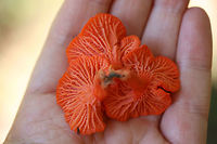 Red Chanterelles (Cantharellus cinnabarinus group) Growing along a creek bank under pines.<br />
https://www.jungledragon.com/image/68461/red_chanterelles_cantharellus_cinnabarinus_group.html<br />
https://www.jungledragon.com/image/68463/red_chanterelles_cantharellus_cinnabarinus_group.html Cantharellus cinnabarinus,Fall,Geotagged,United States