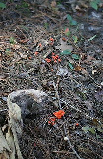 Red Chanterelles (Cantharellus cinnabarinus group) Growing along a creek bank under pines.
https://www.jungledragon.com/image/68461/red_chanterelles_cantharellus_cinnabarinus_group.html
https://www.jungledragon.com/image/68462/red_chanterelles_cantharellus_cinnabarinus_group.html Cantharellus cinnabarinus,Fall,Geotagged,United States