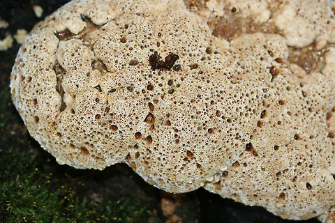 Oak Bracket (Inonotus dryadeus) Growing at the base of a chestnut oak in a dense mixed hardwood/coniferous forest.
https://www.jungledragon.com/image/68466/oak_bracket_inonotus_dryadeus.html
https://www.jungledragon.com/image/68465/oak_bracket_inonotus_dryadeus.html Fall,Geotagged,Inonotus dryadeus,Oak Bracket,United States